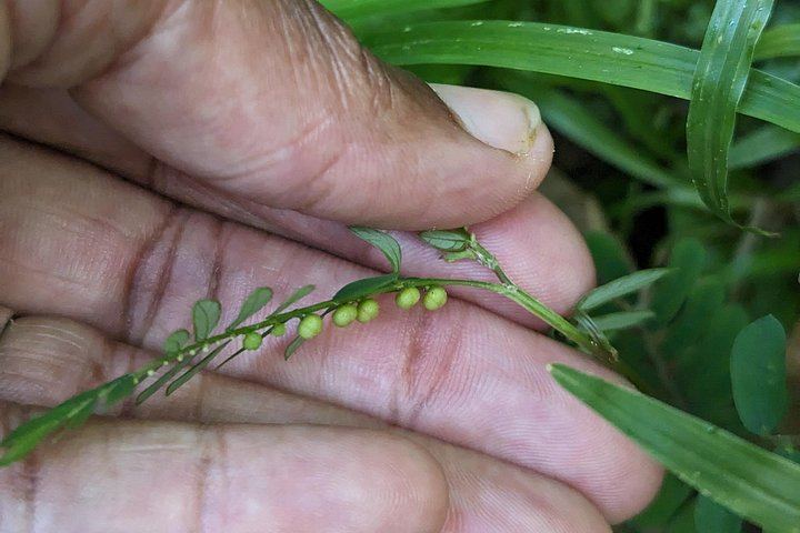 Seven-Hour Foraging Hike in Dominica: Middleham Falls, Ti Tou Gorge, Hot Springs (2/12)