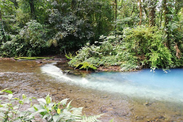 Rio Celeste Waterfall and Sloth Watching Tour from San Jose to Tenorio Park (11/12)