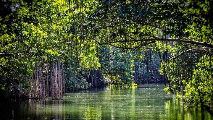 Private Appleton Rum, YS Falls and Black River Safari Day Tour from Montego Bay (4/8)