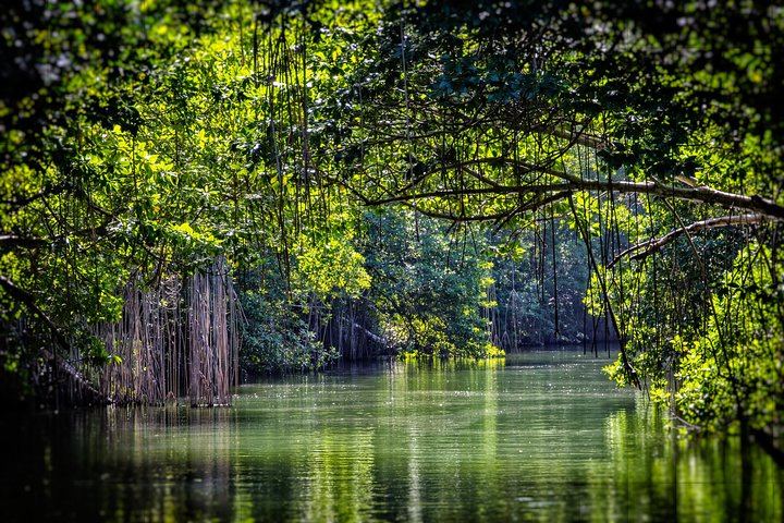 Private Appleton Rum, YS Falls and Black River Safari Day Tour from Montego Bay (4/8)