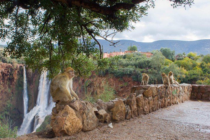 Ouzoud Cascades Day Trip from Marrakech, 8:00 Hotel Pickup, Minibus and Boat Option (8/12)
