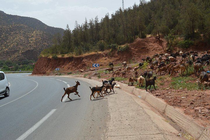 Ourika Valley Day Trip from Marrakech with Berber Breakfast, Separate Guide and Driver (12/12)