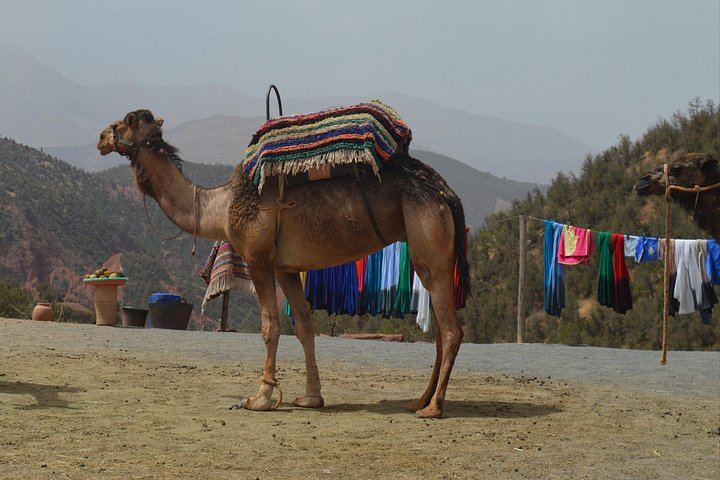 Ourika Valley Day Trip from Marrakech with Berber Breakfast, Separate Guide and Driver (10/12)