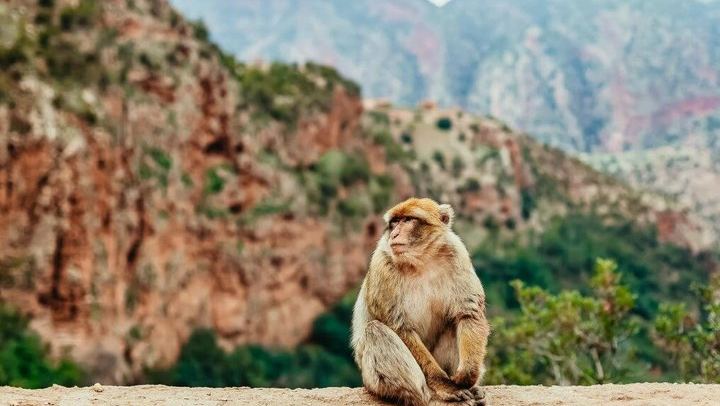 Ouzoud Falls Guided Hike, Olive Groves, Boat Ride and Berber Lunch from Marrakech (1/12)
