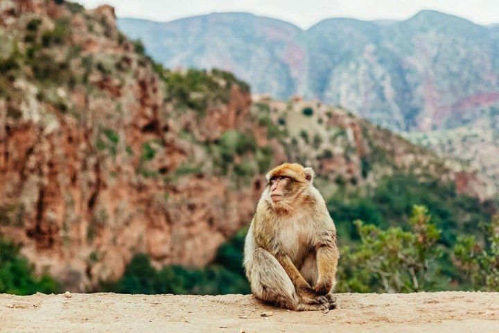 Ouzoud Falls Guided Hike, Olive Groves, Boat Ride and Berber Lunch from Marrakech (1/12)