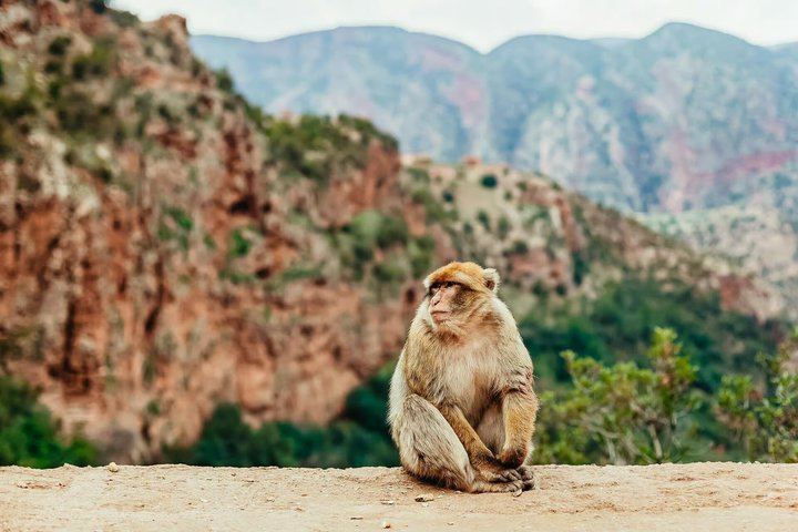 Ouzoud Waterfalls Guided Day Trip from Marrakech with Macaques, Lunch and Boat Ride (10/12)