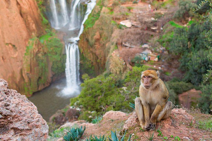 Ouzoud Waterfalls Small-Group Day Trip with Local Guide, Boat Ride and Transfers (8/8)