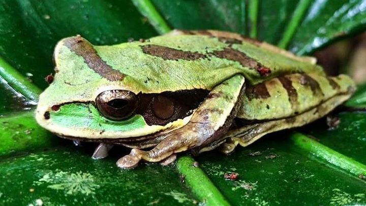 Private Bijagua Sloth Walk and Llanos del Cortez Tiered Waterfalls near Bagaces (1/12)