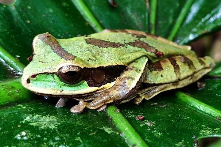 Private Bijagua Sloth Walk and Llanos del Cortez Tiered Waterfalls near Bagaces (1/12)