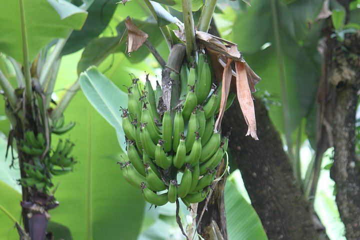 Materuni Village, Waterfalls and Coffee Tour with Picnic Lunch and Donation Visit (7/10)