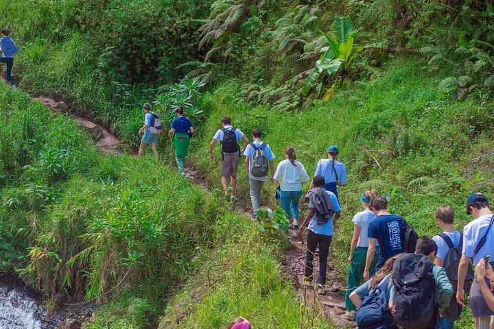 Materuni Waterfall, Coffee Tour and Kikuletwa Hot Springs with Kisambi Tours (5/9)