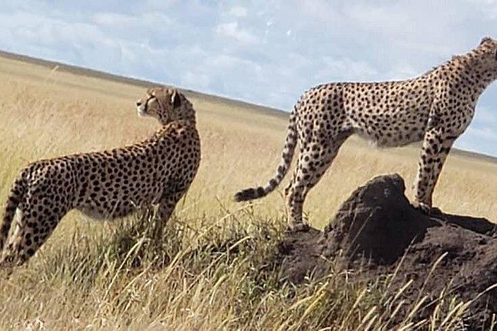 Materuni Waterfall Hike, Coffee Farm and Chemka Hot Springs with Arusha or Moshi Transfers (4/5)