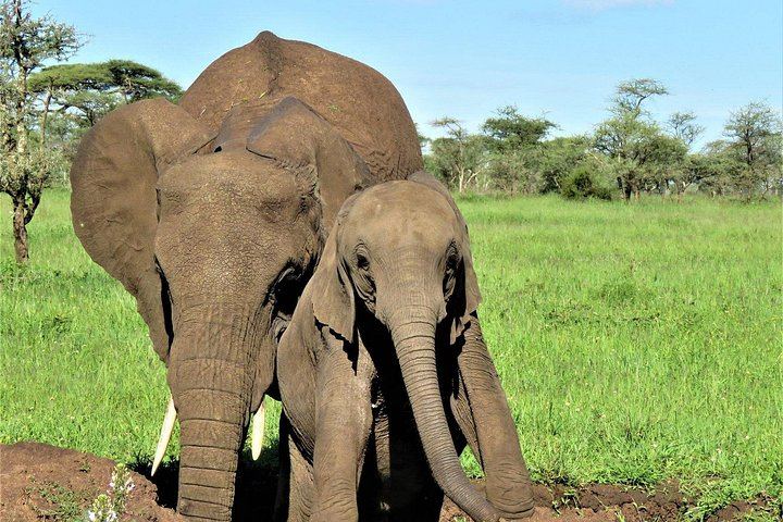 Materuni Waterfall Hike, Coffee Farm and Chemka Hot Springs with Arusha or Moshi Transfers (5/5)