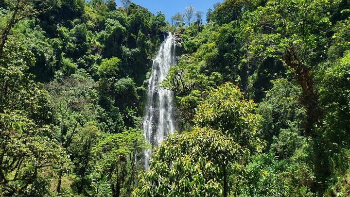 Materuni Waterfall Hike, Coffee Tour and Hot Picnic Lunch from Moshi (3/12)