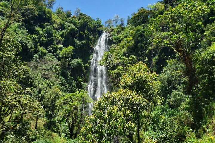 Materuni Waterfall Hike, Coffee Tour and Hot Picnic Lunch from Moshi (3/12)