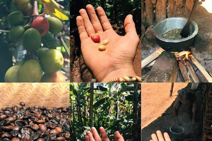 Materuni Waterfall Hike, Chagga Coffee Tour and Kikuletwa Hot Springs Swing Day (11/11)