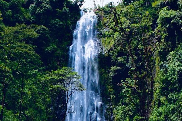 Nature Whisper Materuni Waterfalls Hike and Organic Coffee Half-Day Tour