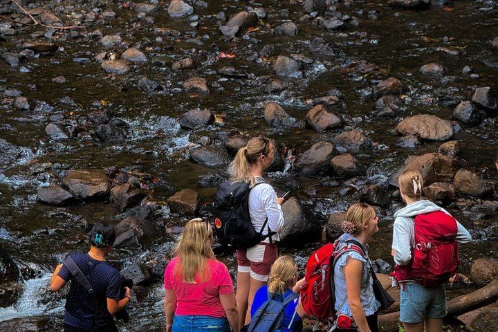 Nature Whisper Materuni Waterfalls Hike and Organic Coffee Half-Day Tour (5/12)