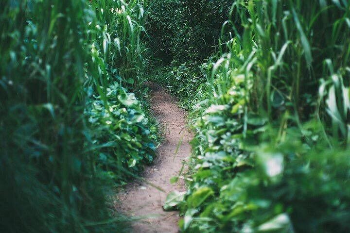 Epic Maui Hikes: 2-Mile Jungle Waterfall Hike from Kahului, 3 Hours (9/12)