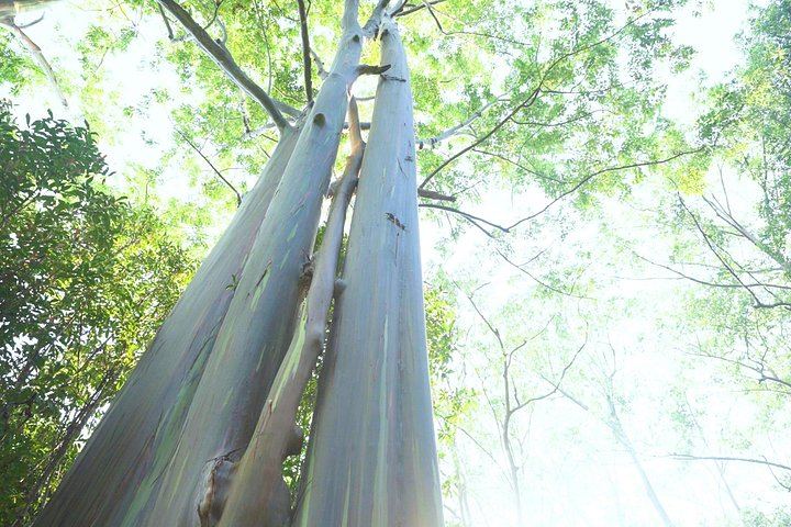 Aloha Sunshine Tours Road to Hana: Hotel Pickup, Picnic Lunch at the Black Sand Beach (9/12)