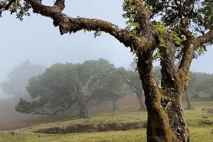 Small-Group West Madeira Tour: Porto Moniz Pools, Fanal Forest and Bridal Veil (6/12)