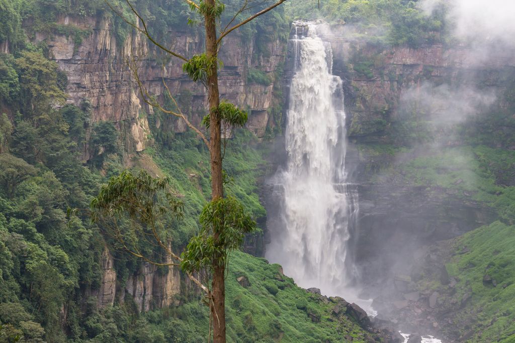 Tall waterfall behind a eucalyptus tree in misty mountains of Colombia