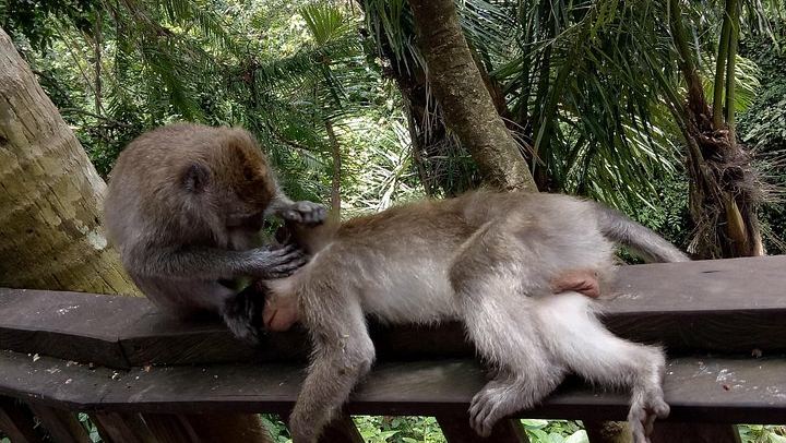 Private Ubud Tour: Sumampan Waterfall, Monkey Forest, Rice Terraces and Swing (4/12)