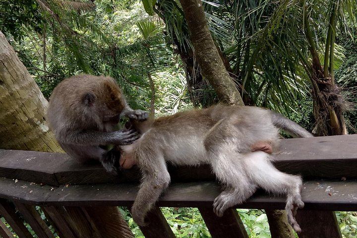 Private Ubud Tour: Sumampan Waterfall, Monkey Forest, Rice Terraces and Swing (4/12)