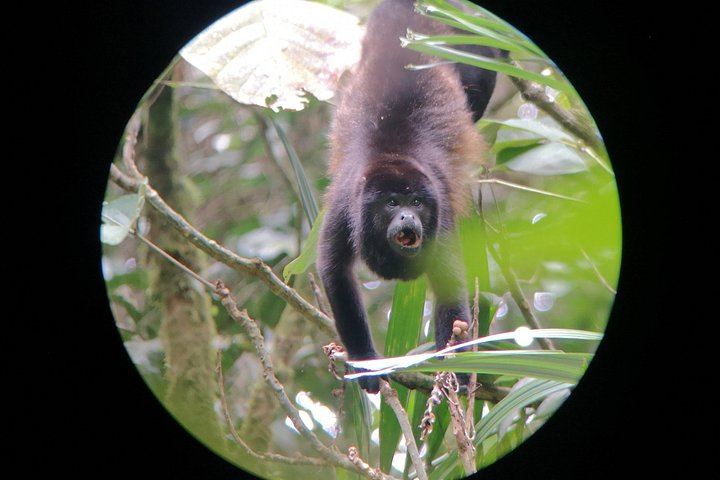 Private Day: Mistico Hanging Bridges, La Fortuna Waterfall, Arenal Lava Fields and Lunch (9/12)