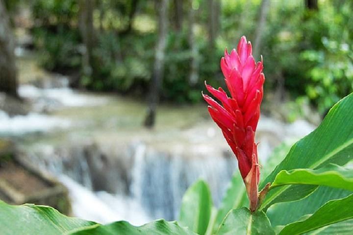 Dunn's River Falls Half-Day Guided Climb from Montego Bay Hotels (6/6)