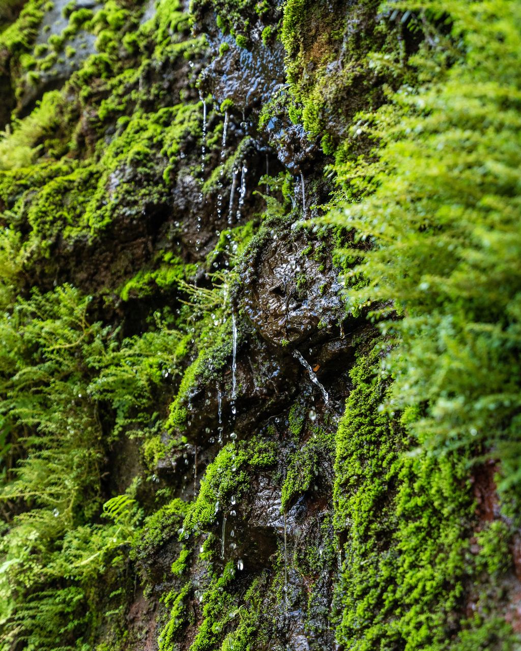 Moss and ferns covering a wet rock face with water dripping from it