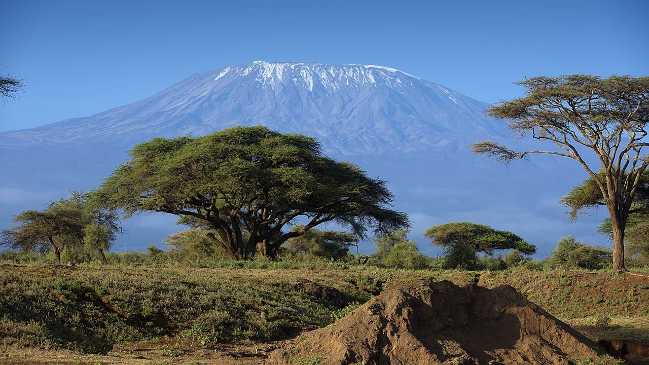 Mount Kilimanjaro with a snow-capped summit rising behind acacia trees in northern Tanzania