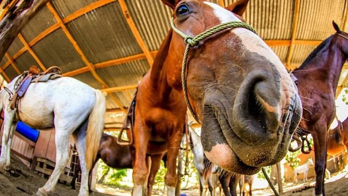 Horseback, 180-Foot El Encanto Rappel and Zipline Day at Ocean Ranch Park, Jaco (2/12)