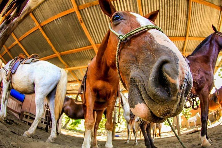 Horseback Ride to the 180-Foot El Encanto Waterfall at Ocean Ranch Park, Jaco (6/11)