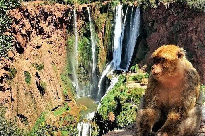 Ouzoud Waterfalls Guided Day Tour with Boat Ride, Small Group from Marrakech (5/7)
