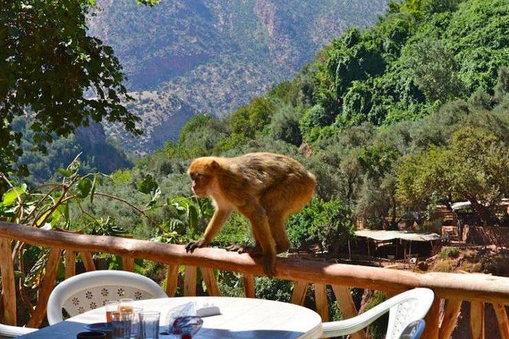 Ouzoud Waterfall and Middle Atlas Full-Day Tour with Guided Village Hike (6/8)