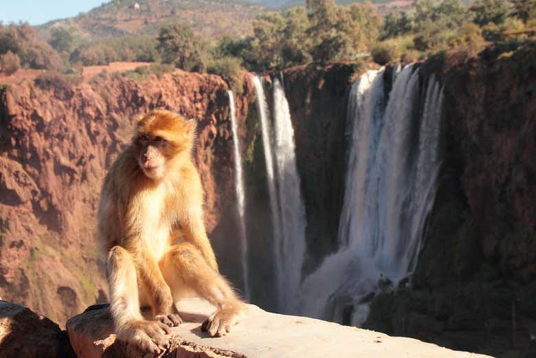 Ouzoud Waterfalls Day Trip from Marrakech with English-Speaking Guide, Azilal Province (6/6)