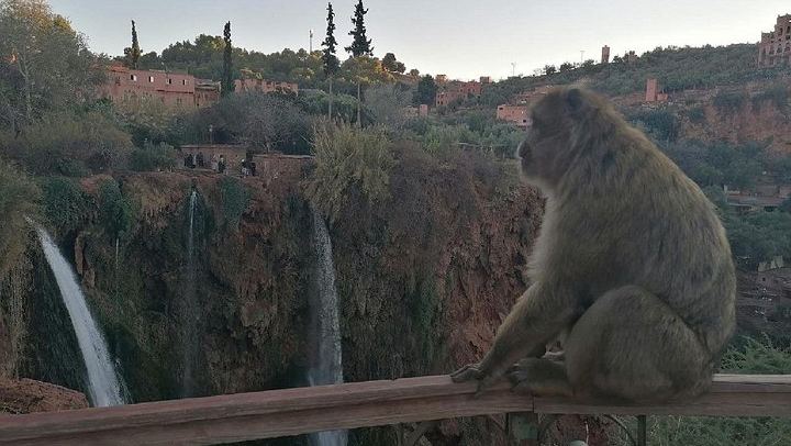 Ouzoud Falls Excursion from Marrakech: Rainbow Boat Crossing, Macaques and Olive Groves (1/5)