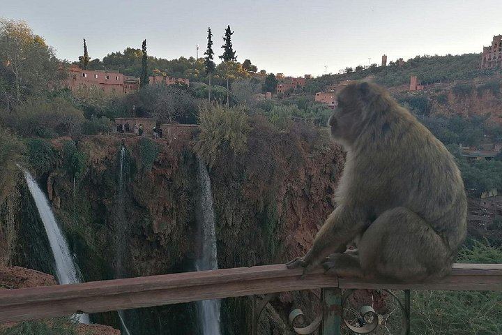 Ouzoud Falls Excursion from Marrakech: Rainbow Boat Crossing, Macaques and Olive Groves (1/5)