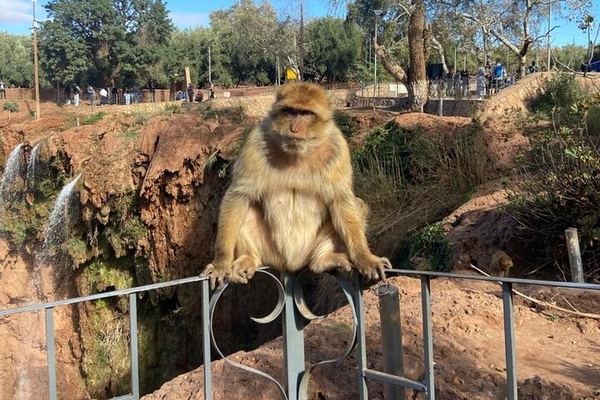 Ouzoud Waterfalls Group Tour with Olive Grove Hike, Argan Cooperative and Berber Lunch