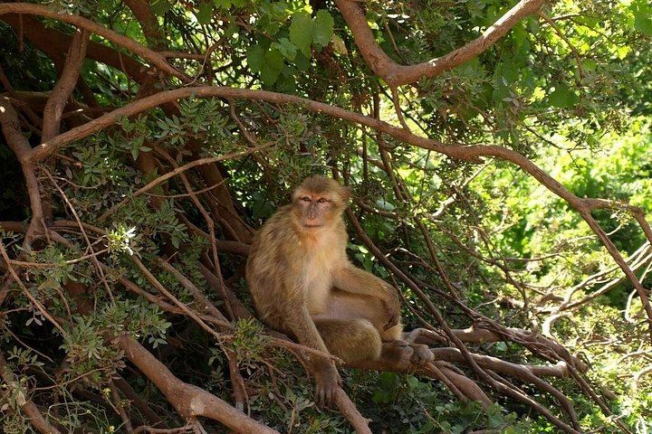 Ouzoud Waterfalls Guided Day Trip from Marrakech with Macaques, Lunch and Boat Ride (5/12)