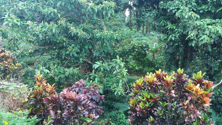 Pepper's Choice Dominica: Emerald Pool, Trafalgar Falls, Mero Beach, Ti Kwen Glo Cho (3/12)