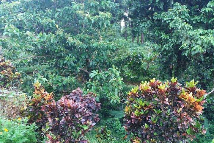 Pepper's Choice Dominica: Emerald Pool, Trafalgar Falls, Mero Beach, Ti Kwen Glo Cho (3/12)