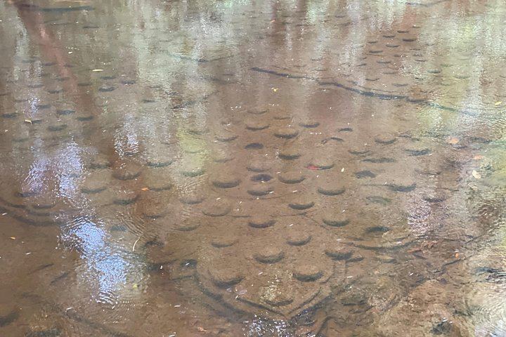 Phnom Kulen Waterfall and 1000 Lingas Day Tour with Snacks, Fresh Fruit and Village Stop (12/12)