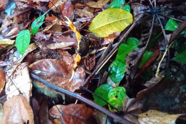 Private Minibus Tour in Dominica: Trafalgar Falls, Ti Tou Gorge, Lunch, Rum Punch (5/6)