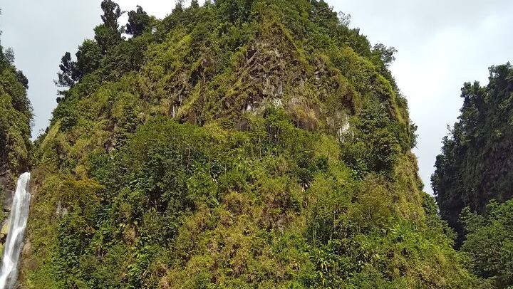 Private Minibus Tour in Dominica: Trafalgar Falls, Ti Tou Gorge, Lunch, Rum Punch (3/6)