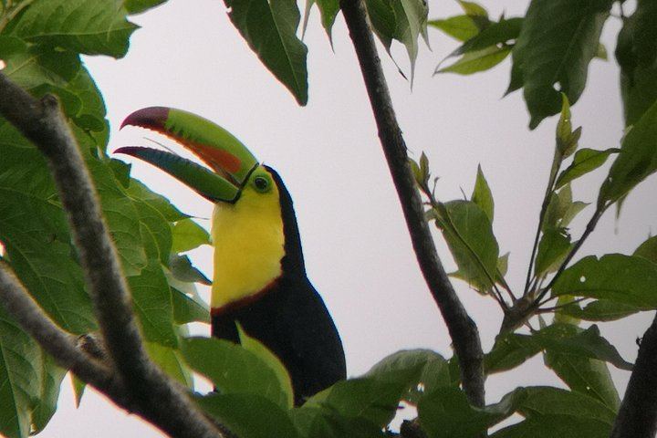 Private Day: Mistico Hanging Bridges, La Fortuna Waterfall, Arenal Lava Fields and Lunch (6/12)