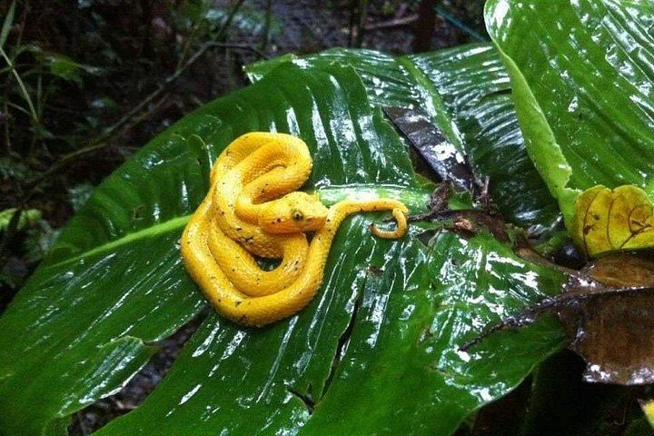 Private Day: Mistico Hanging Bridges, La Fortuna Waterfall, Arenal Lava Fields and Lunch (8/12)