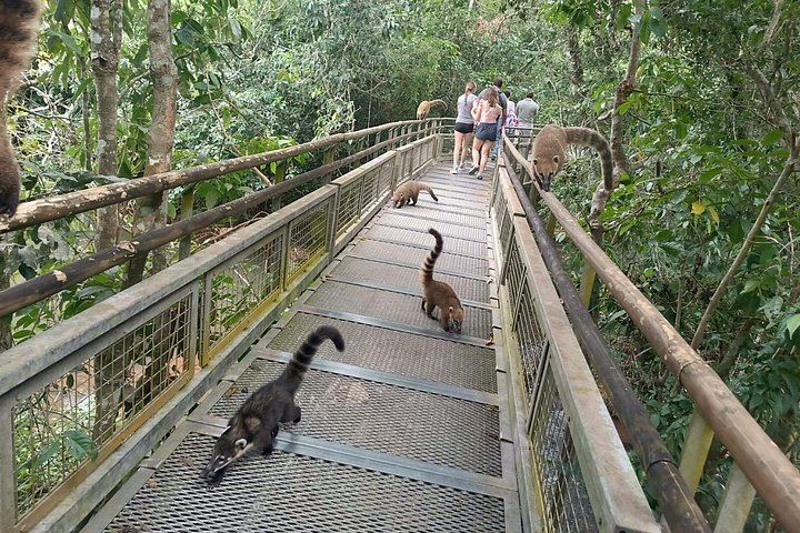 Private 2-Day Iguazu Falls Tour from Foz do Iguacu, Argentina First, Licensed Vehicle (6/12)