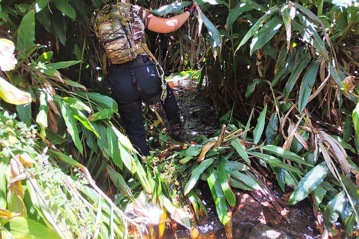 Anahola Private Jungle Waterfall Hike with Charlie the Hawaiian Dundee, 4WD Jeep Transfer (10/12)